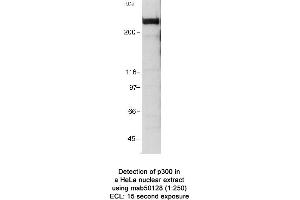 Image no. 1 for anti-E1A Binding Protein P300 (EP300) (AA 1572-2371) antibody (ABIN363282) (p300 Antikörper  (AA 1572-2371))