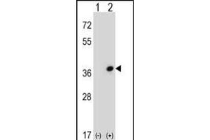 Western Blotting (WB) image for anti-CDC42 Effector Protein (Rho GTPase Binding) 3 (CDC42EP3) (AA 1-30), (N-Term) antibody (ABIN652721)