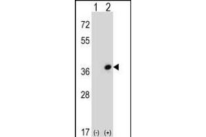 Western blot analysis of CDC42EP3 (arrow) using rabbit polyclonal CDC42EP3 Antibody (N-term) (ABIN652721 and ABIN2842477).