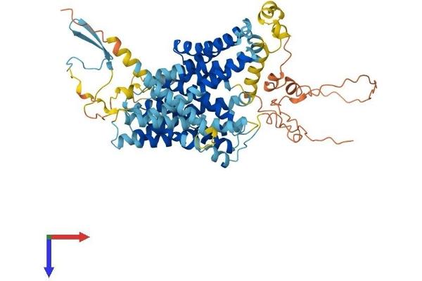 SLC9A9 Protein (AA 1-644) (His tag)