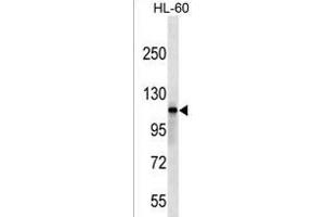 SIK2 Antibody (Center) (ABIN1538321 and ABIN2849628) western blot analysis in HL-60 cell line lysates (35 μg/lane). (SIK2 Antikörper  (AA 332-358))