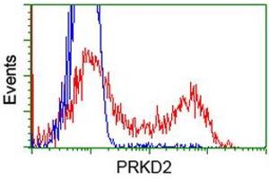 Image no. 1 for anti-Protein Kinase D2 (PKD2) antibody (ABIN1500411)