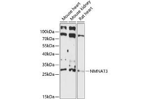 Western blot analysis of extracts of various cell lines, using NMN antibody (ABIN7268910) at 1:3000 dilution.