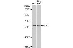 Western blot analysis of extracts of various cell lines, using ADSL antibody. (Adenylosuccinate Lyase Antikörper)