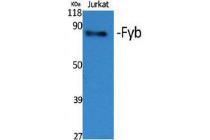 Western Blot (WB) analysis of specific cells using Fyb Polyclonal Antibody. (FYB Antikörper  (C-Term))