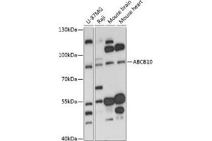 Western blot analysis of extracts of various cell lines, using  antibody (ABIN6129849, ABIN6136345, ABIN6136346 and ABIN6217907) at 1:3000 dilution. (ABCB10 Antikörper  (AA 230-300))