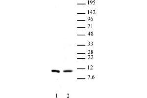 Histone H4 dimethyl Arg3 symmetric pAb tested by Western blot. (Histone H4 Antikörper  (2meArg3 (symetric)))
