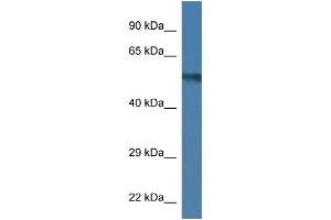 WB Suggested Anti-Uap1 Antibody   Titration: 1. (UAP1 Antikörper  (C-Term))