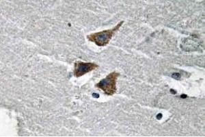 Immunohistochemistry (IHC) analyzes of uPA antibody in paraffin-embedded human brain tissue. (PLAU Antikörper)