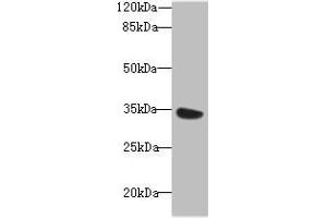 Western blot All lanes: MIOX antibody at 6 μg/mL + Mouse kidney tissue Secondary Goat polyclonal to rabbit IgG at 1/10000 dilution Predicted band size: 34, 25 kDa Observed band size: 34 kDa (MIOX Antikörper  (AA 1-285))