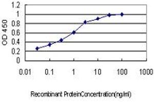 Detection limit for recombinant GST tagged KSR1 is approximately 0. (KSR1 Antikörper  (AA 301-400))