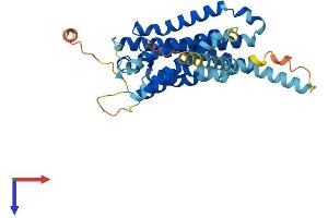 G Protein-Coupled Receptor 52 (GPR52) (AA 1-361) protein (His tag)