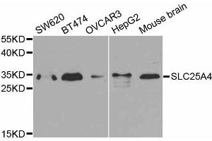 Western Blotting (WB) image for anti-Solute Carrier Family 25 (Mitochondrial Carrier, Adenine Nucleotide Translocator), Member 4 (SLC25A4) (AA 40-298) antibody (ABIN3022646)