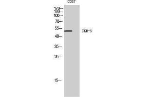 Western Blotting (WB) image for anti-Chemokine (C-C Motif) Receptor 5 (CCR5) (Ser250) antibody (ABIN3183931) (CCR5 Antikörper  (Ser250))