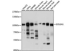Western blot analysis of extracts of various cell lines, using GOLG antibody (4688) at 1:1000 dilution. (GOLGA1 Antikörper  (AA 1-300))