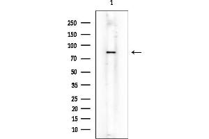 Western blot analysis of lysates from Mouse muscle, using MSK2 Mouse Monoclonal Antibody at 1/1000 dilution.