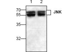 Image no. 1 for anti-Mitogen-Activated Protein Kinase 8 (MAPK8) (C-Term) antibody (ABIN127312) (JNK Antikörper  (C-Term))