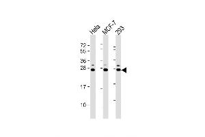 Western Blot at 1:2000 dilution Lane 1: Hela whole cell lysate Lane 2: MCF-7 whole cell lysate Lane 3: 293 whole cell lysate Lysates/proteins at 20 ug per lane.