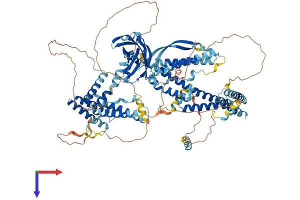 CC2D1A Protein (AA 1-943) (His tag)