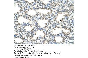 Human Lung (FOXQ1 Antikörper  (N-Term))