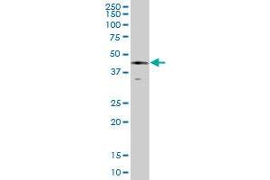 SERPINE1 MaxPab polyclonal antibody. (PAI1 Antikörper  (AA 1-402))