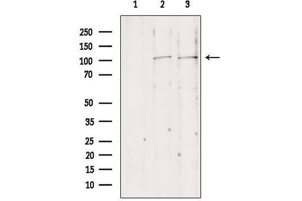 NLRX1 Antikörper  (Internal Region)