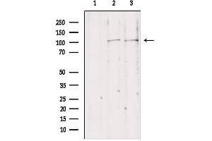 Western blot analysis of extracts from various samples, using NLRX1 antibody.
