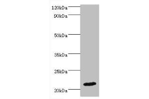 Western blot All lanes: IFNA4 antibody at 2 μg/mL + Mouse kidney tissue Secondary Goat polyclonal to rabbit IgG at 1/10000 dilution Predicted band size: 22 kDa Observed band size: 22 kDa (IFNA4 Antikörper  (AA 24-189))