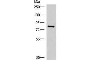 Western blot analysis of RAW264. (NPHP1 Antikörper)