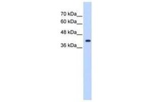 Image no. 1 for anti-ST6 (Alpha-N-Acetyl-Neuraminyl-2,3-beta-Galactosyl-1,3)-N-Acetylgalactosaminide alpha-2,6-Sialyltransferase 5 (ST6GALNAC5) (AA 201-250) antibody (ABIN321714) (ST6GALNAC5 Antikörper  (AA 201-250))