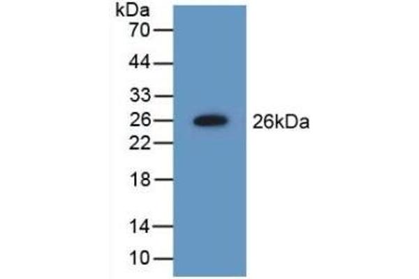 NME5 anticorps  (AA 16-210)