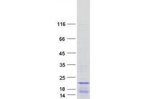 Validation with Western Blot (HIST1H2BB Protein (Myc-DYKDDDDK Tag))