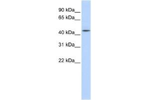 WB Suggested Anti-AHCY Antibody Titration: 0. (AHCY Antikörper  (N-Term))