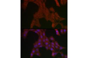Immunofluorescence analysis of PC-12 cells using SHP2 Rabbit pAb (ABIN3016706, ABIN3016707, ABIN3016708 and ABIN6219822) at dilution of 1:200 (40x lens). (PTPN11 Antikörper  (AA 514-593))
