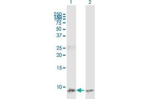 Western Blot analysis of CCL3 expression in transfected 293T cell line by CCL3 MaxPab polyclonal antibody. (CCL3 Antikörper  (AA 1-92))