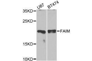 Western blot analysis of extracts of various cell lines, using FAIM antibody (ABIN1872646) at 1:1000 dilution.