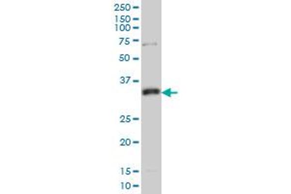 MPG Antikörper  (AA 1-90)