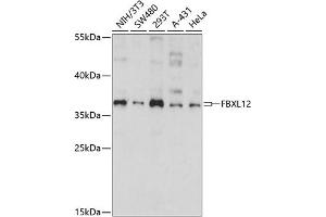 Western blot analysis of extracts of various cell lines, using FBXL12 antibody (ABIN7267079) at 1:1000 dilution. (FBXL12 Antikörper  (AA 1-326))