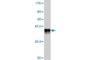 Western Blot detection against Immunogen (38. (EDAR Antikörper  (AA 64-178))