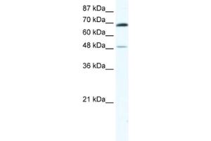 Western Blotting (WB) image for anti-Zinc Finger Protein 35 (ZNF35) antibody (ABIN2461584) (ZNF35 Antikörper)