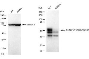 Western blotting analysis using RUNX1/RUNX2/RUNX3 antibody (ABIN7800264). (Rekombinanter RUNX1,RUNX2,RUNX3 Antikörper)