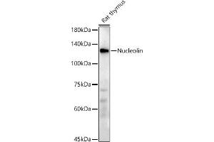 Western blot analysis of extracts of Rat thymus, using Nucleolin antibody (ABIN7269035) at 1:500 dilution. (Nucleolin Antikörper)