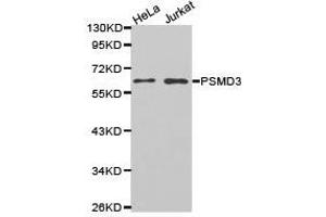Western Blotting (WB) image for anti-Proteasome (Prosome, Macropain) 26S Subunit, Non-ATPase, 3 (PSMD3) antibody (ABIN1874391) (PSMD3 Antikörper)