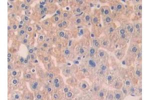 Detection of ANGPT1 in Mouse Liver Tissue using Polyclonal Antibody to Angiopoietin 1 (ANGPT1) (Angiopoietin 1 Antikörper  (AA 253-429))