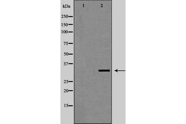 GJB1 Antikörper  (Internal Region)