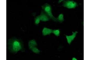 Immunofluorescence (IF) image for anti-Suppressor of Cytokine Signaling 3 (SOCS3) antibody (ABIN1501054) (SOCS3 Antikörper)