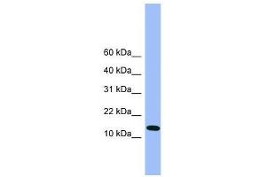 Atp5d antibody used at 0.