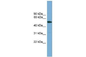 WB Suggested Anti-TMPRSS4 Antibody Titration:  0.