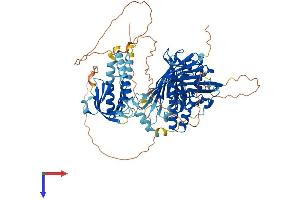 OSBPL11 Protein (AA 1-751) (His tag)