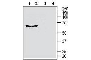 Western blot analysis of human MOLT-4 T-cell leukemia cell line lysate (lanes 1 and 3) and human Jurkat T-cell leukemia cell line lysate (lanes 2 and 4): - 1, 2. (GPR174 Antikörper  (2nd Extracellular Loop))
